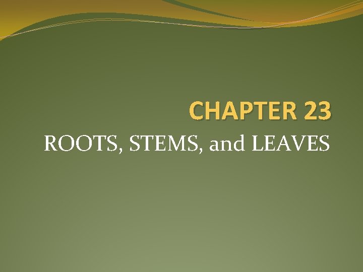 CHAPTER 23 ROOTS, STEMS, and LEAVES 