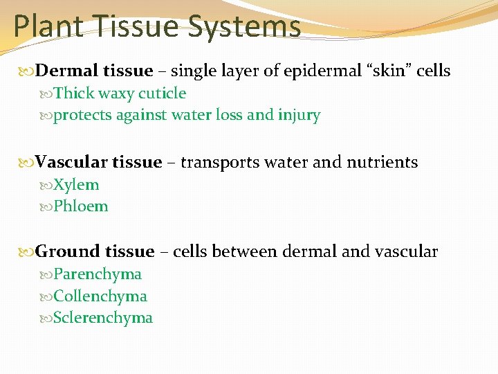 Plant Tissue Systems Dermal tissue – single layer of epidermal “skin” cells Thick waxy