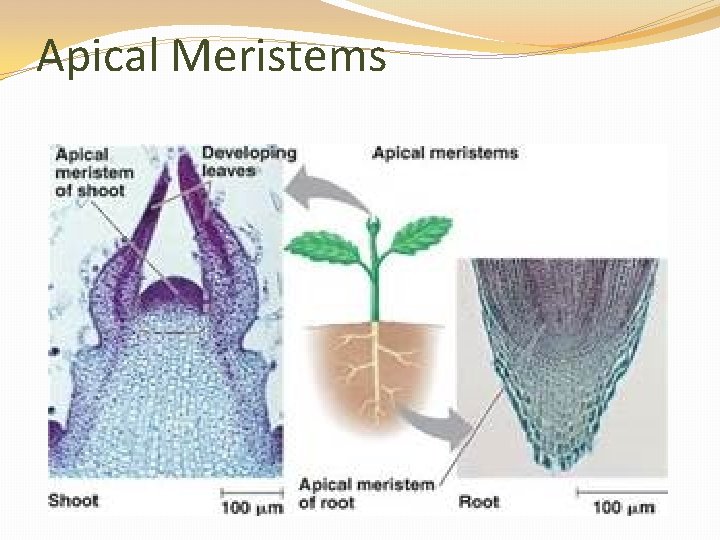 Apical Meristems 