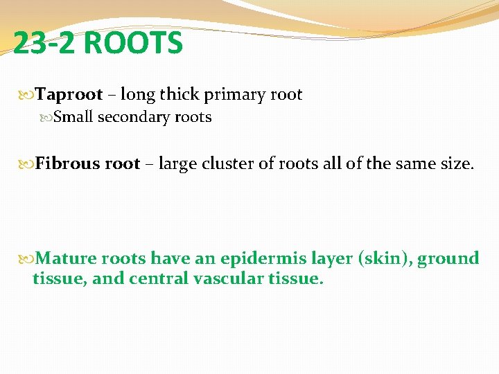 23 -2 ROOTS Taproot – long thick primary root Small secondary roots Fibrous root