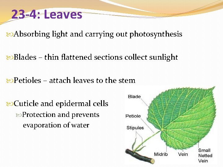 23 -4: Leaves Absorbing light and carrying out photosynthesis Blades – thin flattened sections