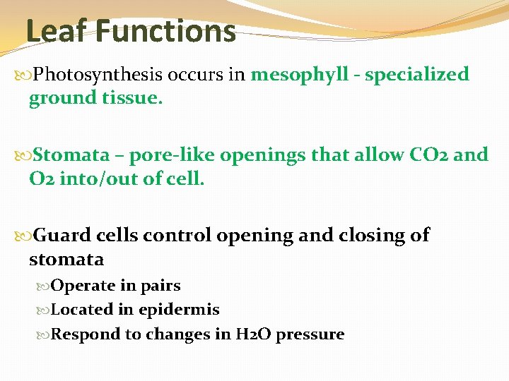 Leaf Functions Photosynthesis occurs in mesophyll - specialized ground tissue. Stomata – pore-like openings