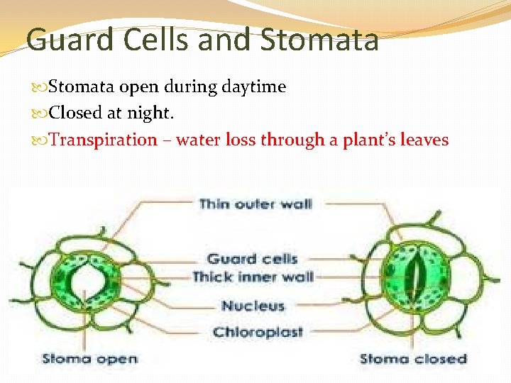 Guard Cells and Stomata open during daytime Closed at night. Transpiration – water loss