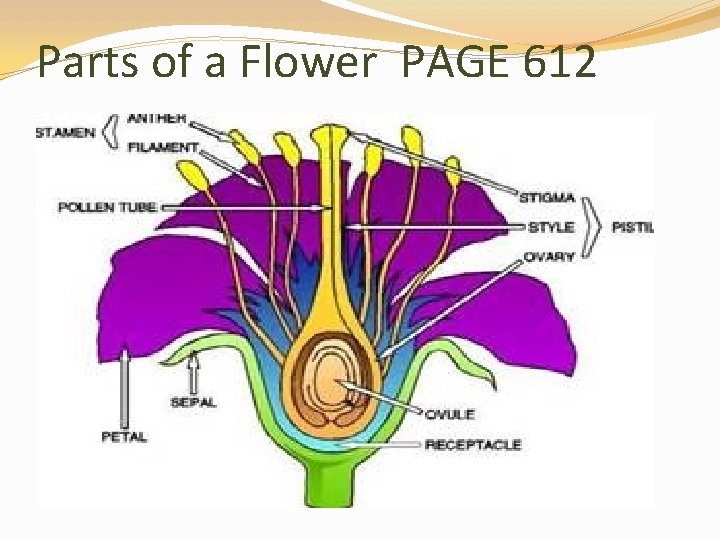 Parts of a Flower PAGE 612 