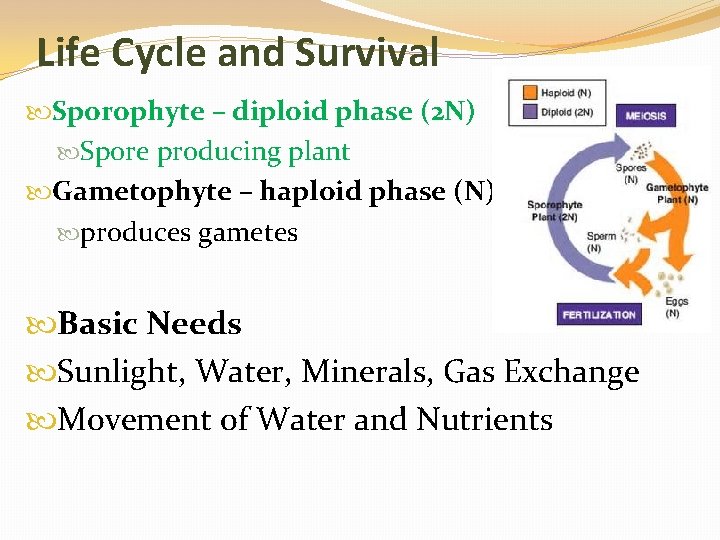 Life Cycle and Survival Sporophyte – diploid phase (2 N) Spore producing plant Gametophyte