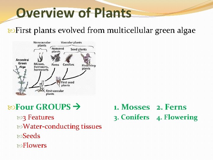 Overview of Plants First plants evolved from multicellular green algae Four GROUPS 3 Features