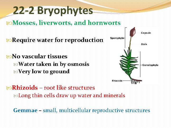 22 -2 Bryophytes Mosses, liverworts, and hornworts Require water for reproduction No vascular tissues
