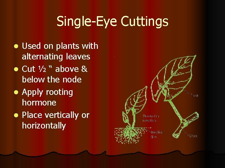 Single-Eye Cuttings l l Used on plants with alternating leaves Cut ½ “ above