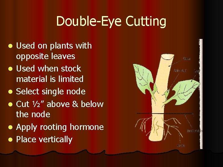 Double-Eye Cutting l l l Used on plants with opposite leaves Used when stock