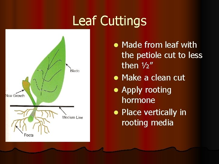 Leaf Cuttings l l Made from leaf with the petiole cut to less then