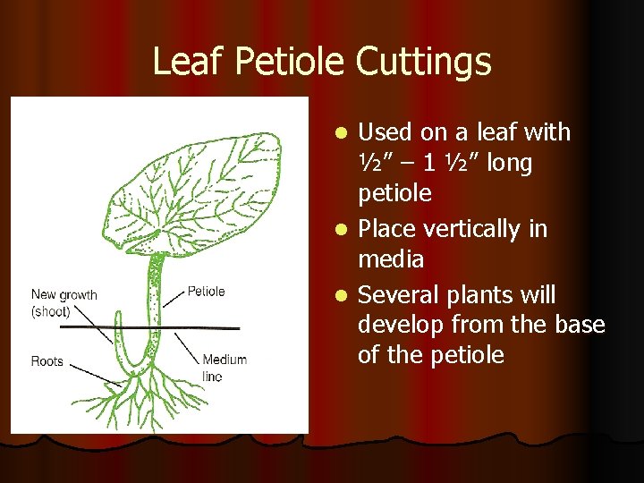 Leaf Petiole Cuttings Used on a leaf with ½” – 1 ½” long petiole