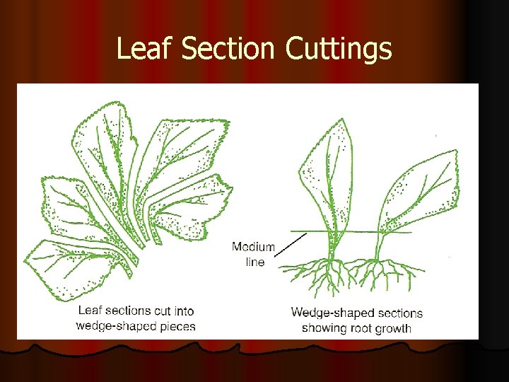 Leaf Section Cuttings 