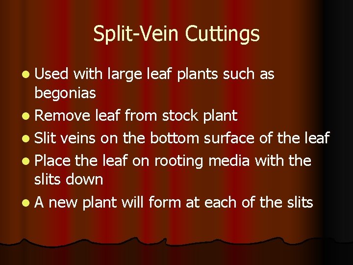 Split-Vein Cuttings l Used with large leaf plants such as begonias l Remove leaf