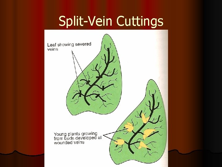 Split-Vein Cuttings 