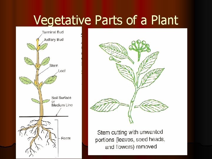 Vegetative Parts of a Plant 