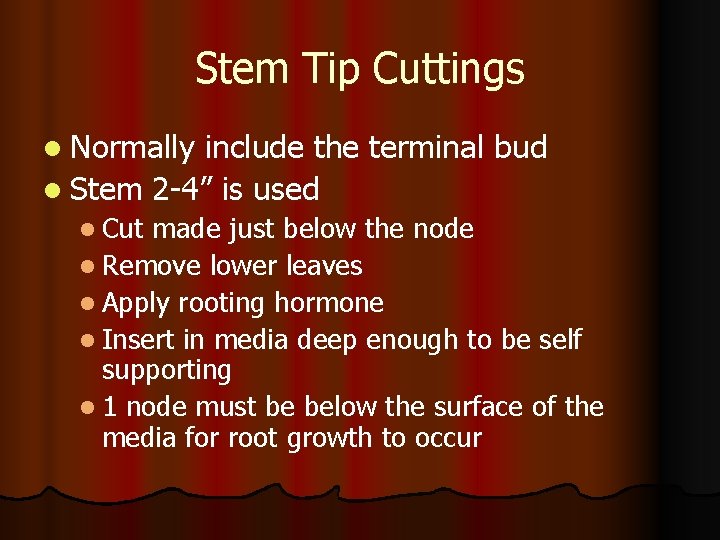 Stem Tip Cuttings l Normally include the terminal bud l Stem 2 -4” is