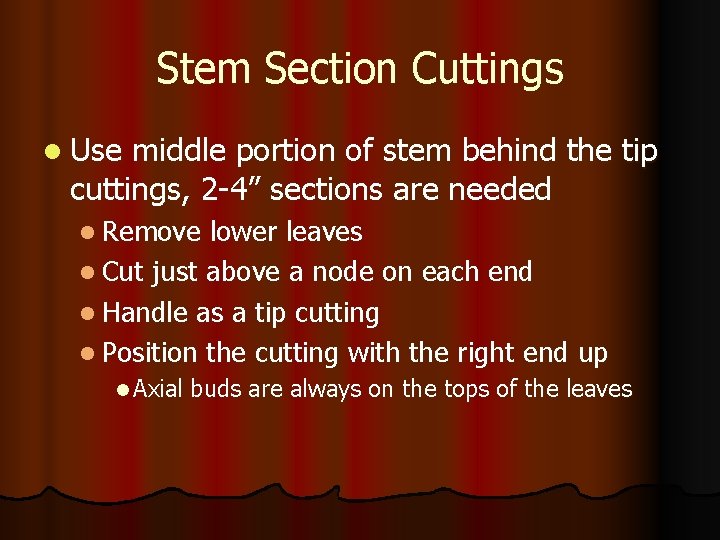 Stem Section Cuttings l Use middle portion of stem behind the tip cuttings, 2