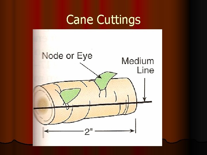 Cane Cuttings 