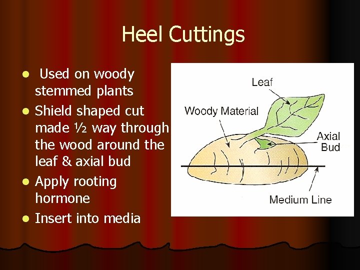 Heel Cuttings l l Used on woody stemmed plants Shield shaped cut made ½