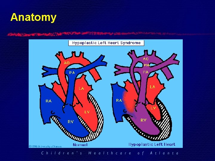 Anatomy 