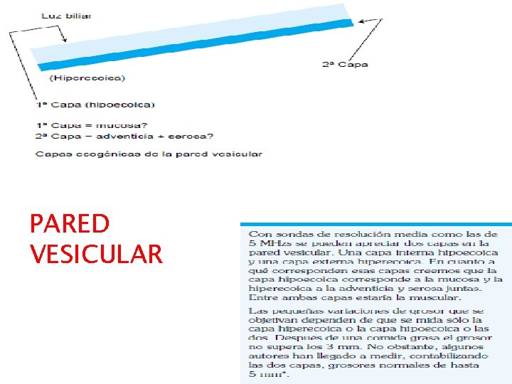 PARED VESICULAR PARED VESICULAR