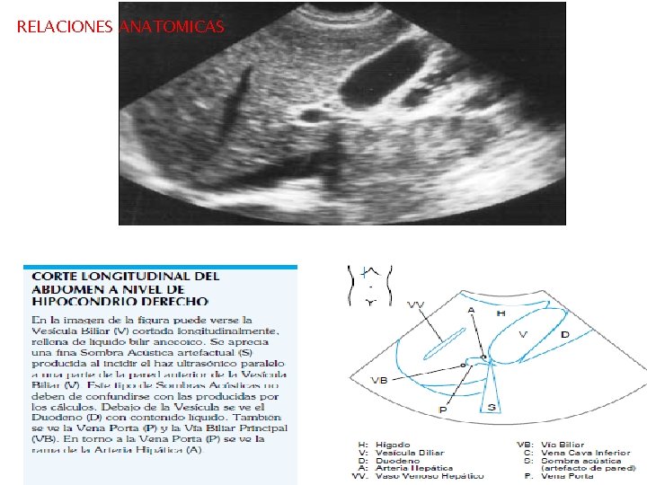 RELACIONES ANATOMICAS RELACIONES ANATOMICAS