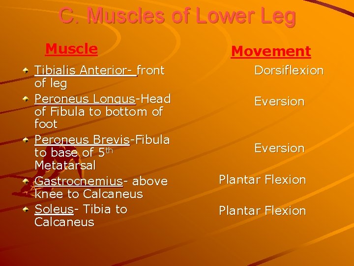 C. Muscles of Lower Leg Muscle Tibialis Anterior- front of leg Peroneus Longus-Head of