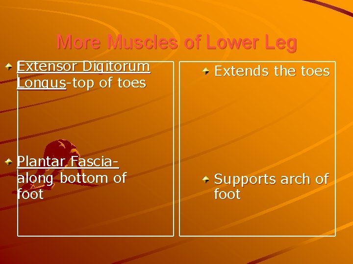 More Muscles of Lower Leg Extensor Digitorum Longus-top of toes Plantar Fasciaalong bottom of