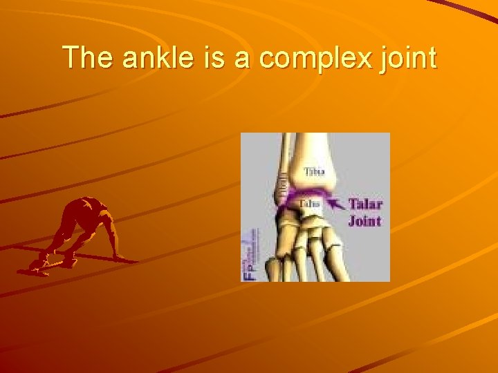 The ankle is a complex joint 