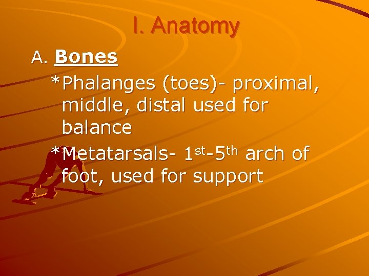 I. Anatomy A. Bones *Phalanges (toes)- proximal, middle, distal used for balance *Metatarsals- 1