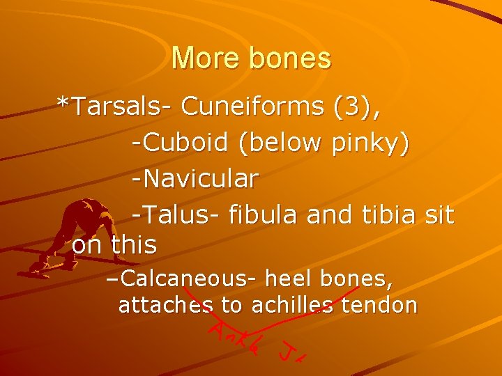 More bones *Tarsals- Cuneiforms (3), -Cuboid (below pinky) -Navicular -Talus- fibula and tibia sit
