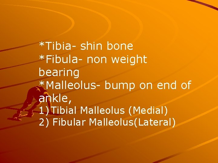 *Tibia- shin bone *Fibula- non weight bearing *Malleolus- bump on end of ankle, 1)