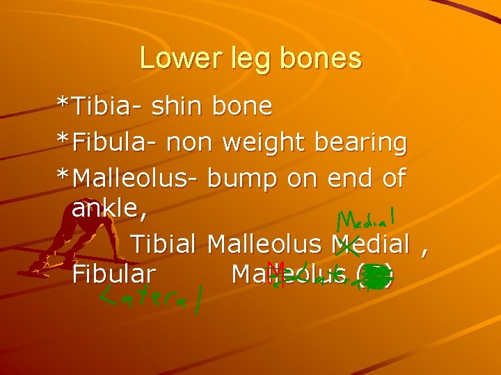 Lower leg bones *Tibia- shin bone *Fibula- non weight bearing *Malleolus- bump on end