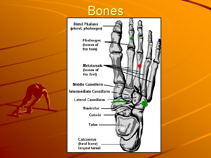 Bones 