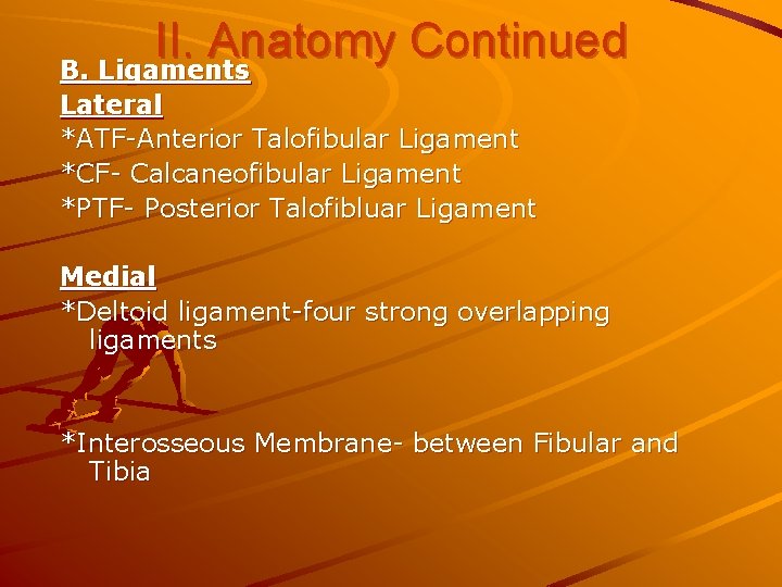 II. Anatomy Continued B. Ligaments Lateral *ATF-Anterior Talofibular Ligament *CF- Calcaneofibular Ligament *PTF- Posterior