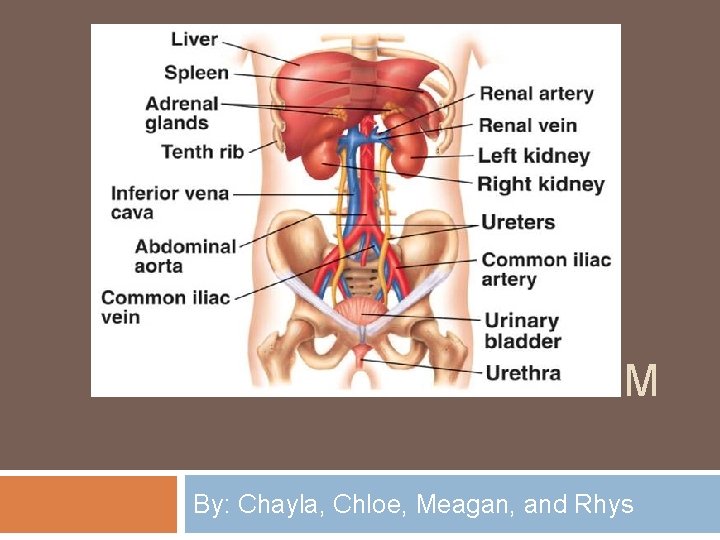 EXCRETORY SYSTEM By: Chayla, Chloe, Meagan, and Rhys 