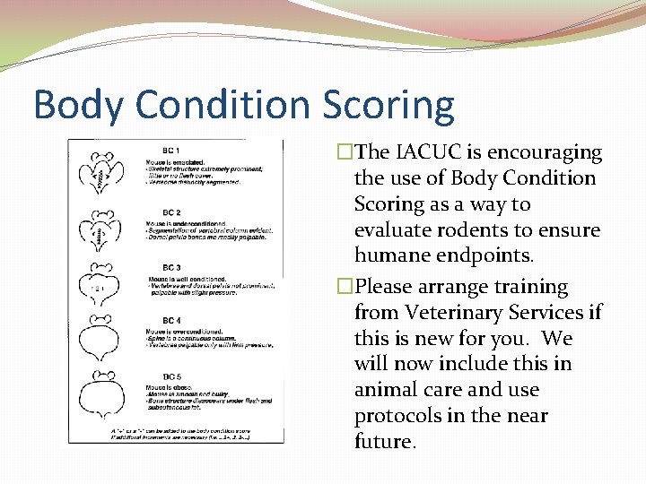 Body Condition Scoring �The IACUC is encouraging the use of Body Condition Scoring as Body Condition Scoring �The IACUC is encouraging the use of Body Condition Scoring as