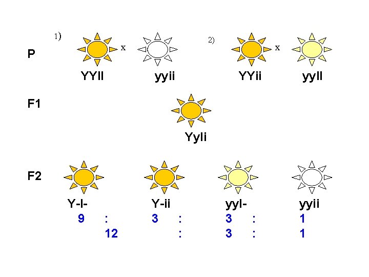 1) 2) x P YYII yyii x YYii yy. II F 1 Yy. Ii