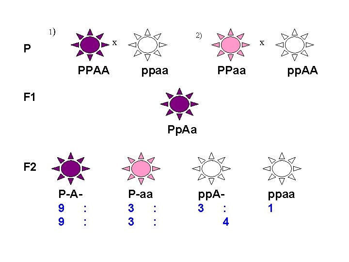 1) 2) x P PPAA ppaa x PPaa pp. AA F 1 Pp. Aa