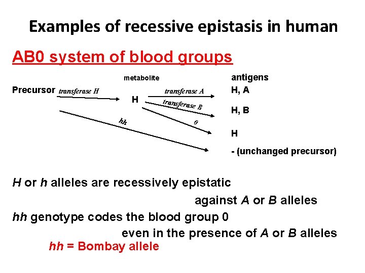 Examples of recessive epistasis in human AB 0 system of blood groups metabolite Precursor
