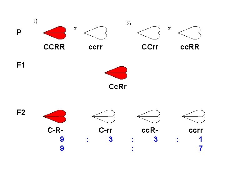1) 2) x P CCRR ccrr x CCrr cc. RR F 1 Cc. Rr