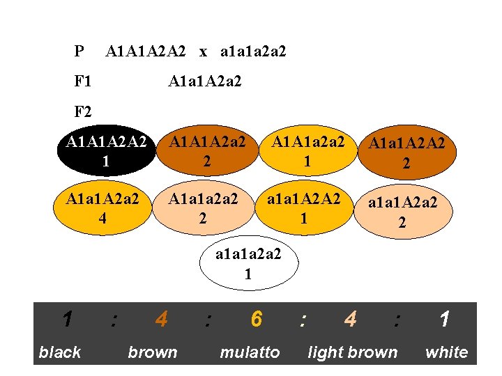 P A 1 A 1 A 2 A 2 x a 1 a 1