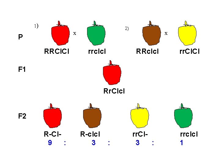 1) 2) x P RRCl. Cl rrclcl x RRclcl rr. Cl F 1 Rr.