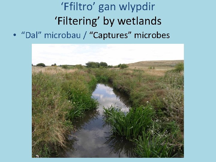 ‘Ffiltro’ gan wlypdir ‘Filtering’ by wetlands • “Dal” microbau / “Captures” microbes 