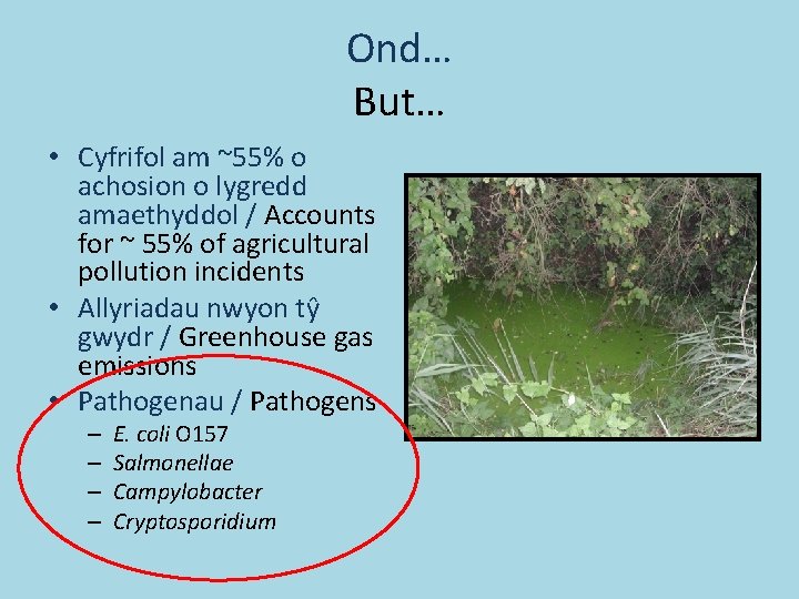 Ond… But… • Cyfrifol am ~55% o achosion o lygredd amaethyddol / Accounts for