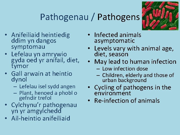 Pathogenau / Pathogens • Anifeiliaid heintiedig ddim yn dangos symptomau • Lefelau yn amrywio