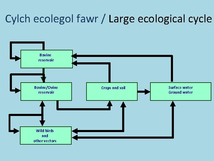 Cylch ecolegol fawr / Large ecological cycle Bovine reservoir Bovine/Ovine reservoir Wild birds and