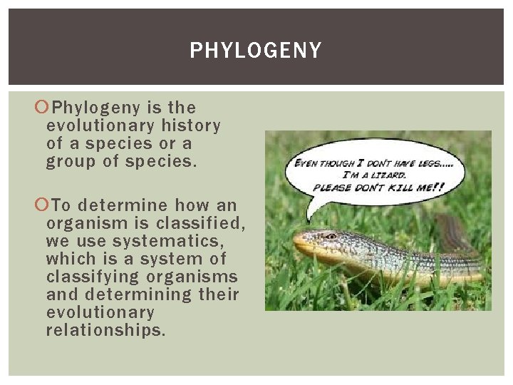 PHYLOGENY Phylogeny is the evolutionary history of a species or a group of species.