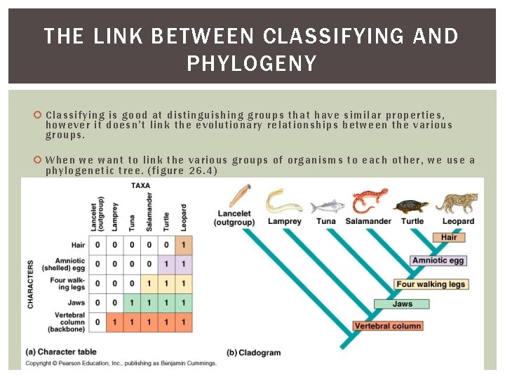 THE LINK BETWEEN CLASSIFYING AND PHYLOGENY Classify ing is good at dis tingu ishing