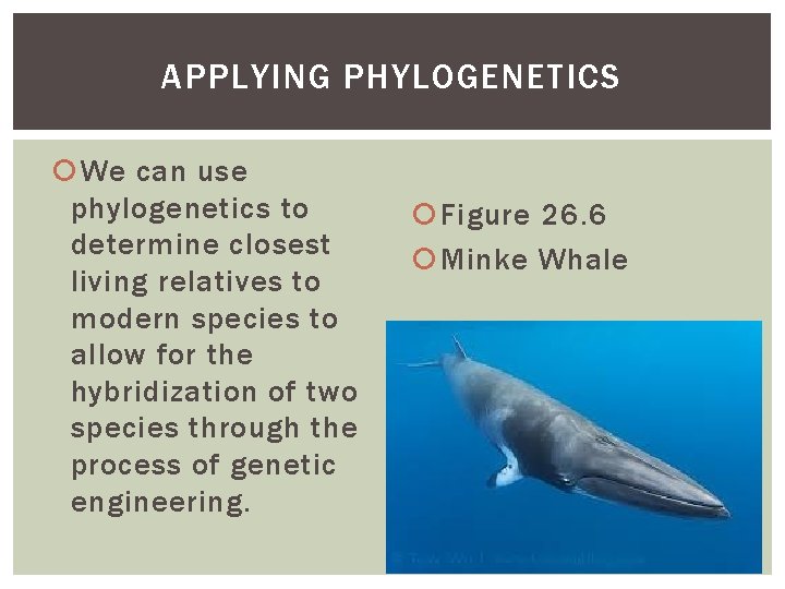 APPLYING PHYLOGENETICS We can use phylogenetics to determine closest living relatives to modern species